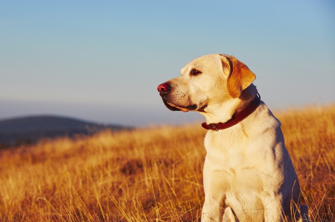 labrador with collar