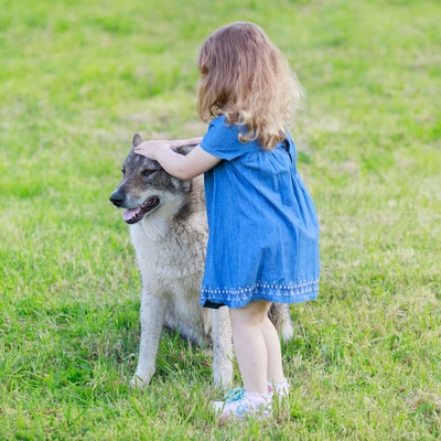 a West Siberian Laika being pet by a child