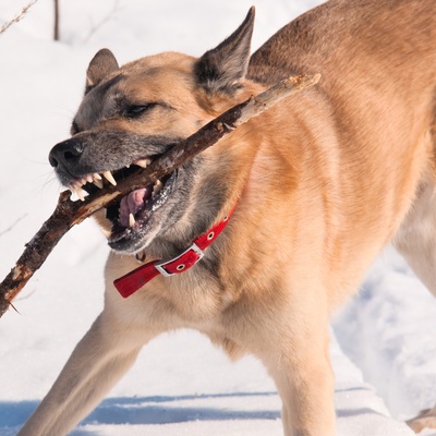 a West Siberian Laika with a stick in its mouth