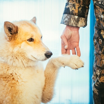 a West Siberian Laika reaching out to someone