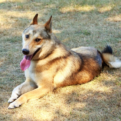 a West Siberian Laika laying on the grass