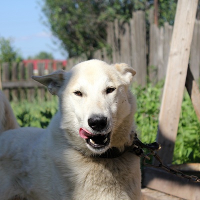 portrait of a happy West Siberian Laika