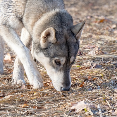 a West Siberian Laika sniffing something