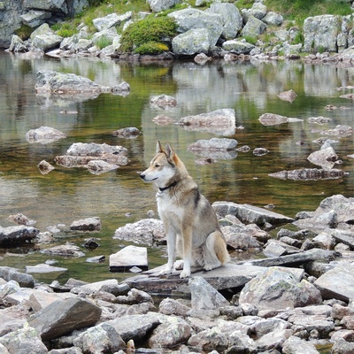 a West Siberian Laika sitting on a rock