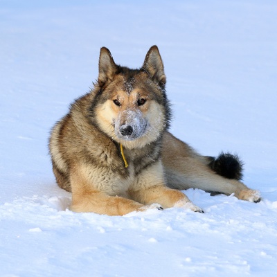 a West Siberian Laika on snow
