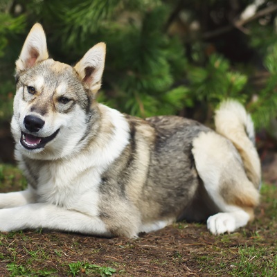 a West Siberian Laika sitting on the ground