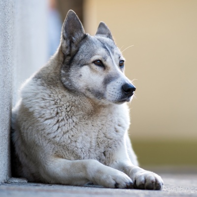 a West Siberian Laika looking into the distance