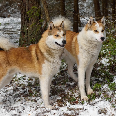 two West Siberian Laikas in a snowy forest
