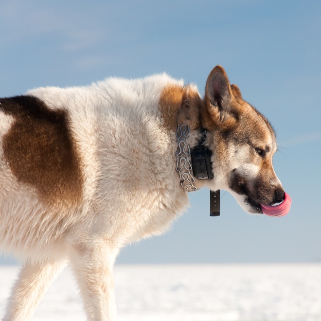 a West Siberian Laika in profile sticking out his tongue
