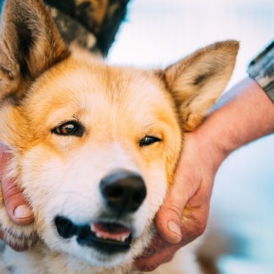 the face of a West Siberian Laika in someone's hands
