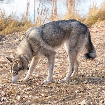 a West Siberian Laika in the forest