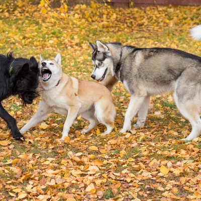 three West Siberian Laikas together