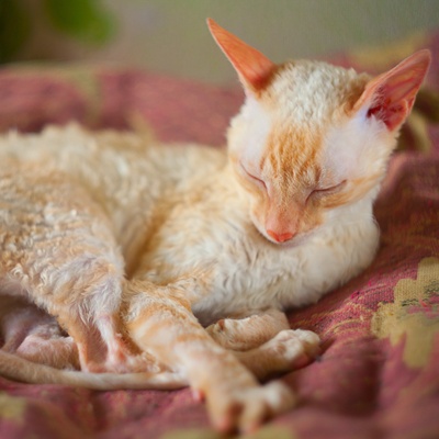 A Laperm sleeping on a red sheet