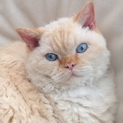 A portrait of a big Laperm