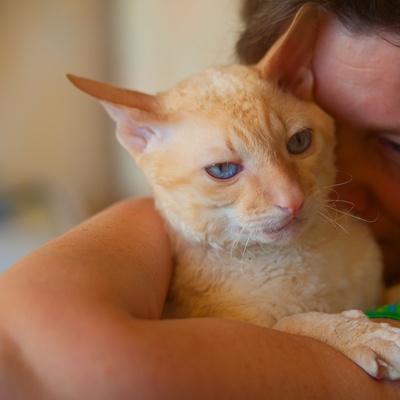 A Laperm in the arms of its owner