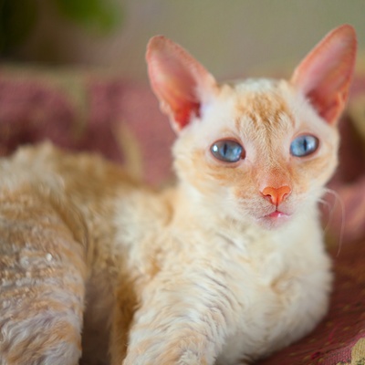 A beautiful Laperm with blue eyes