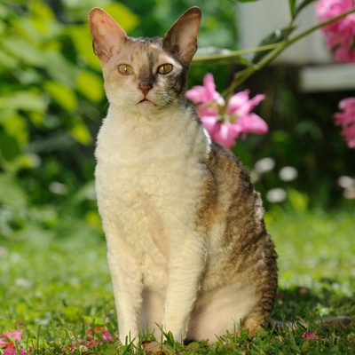 A Laperm sitting on the lawn in a garden