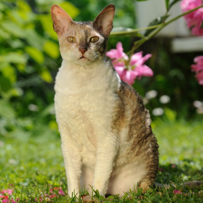 A Laperm sitting on the lawn in a garden