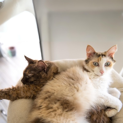 Two Laperm in their basket
