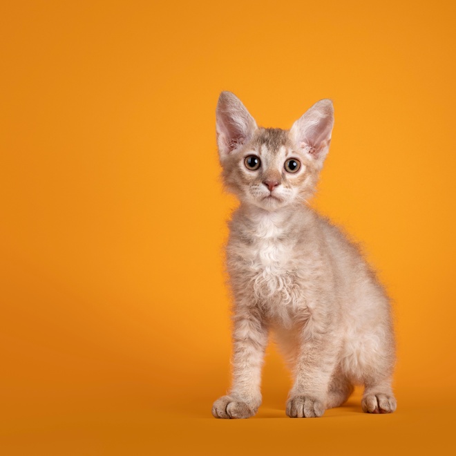 A beige Laperm kitten