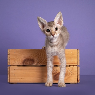 a LaPerm jumping out of a box