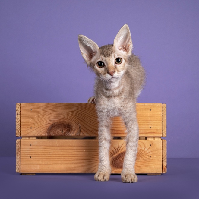 a LaPerm jumping out of a box