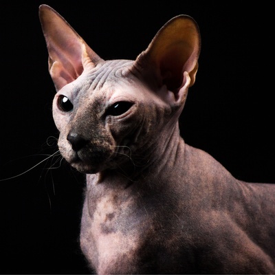 portrait of a donskoy