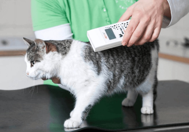 Un vétérinaire lit le contenu de la puce électronique d'un chat