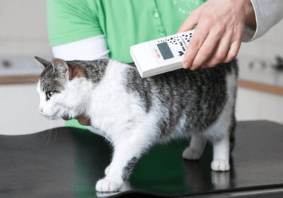 lecteur puce identification chat