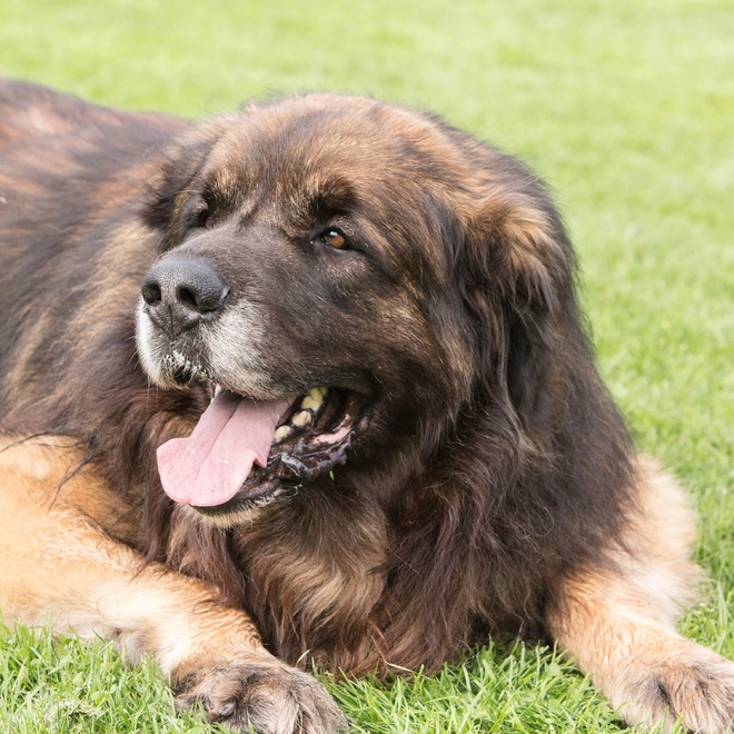 a Leonberger lying on the grass looking happy