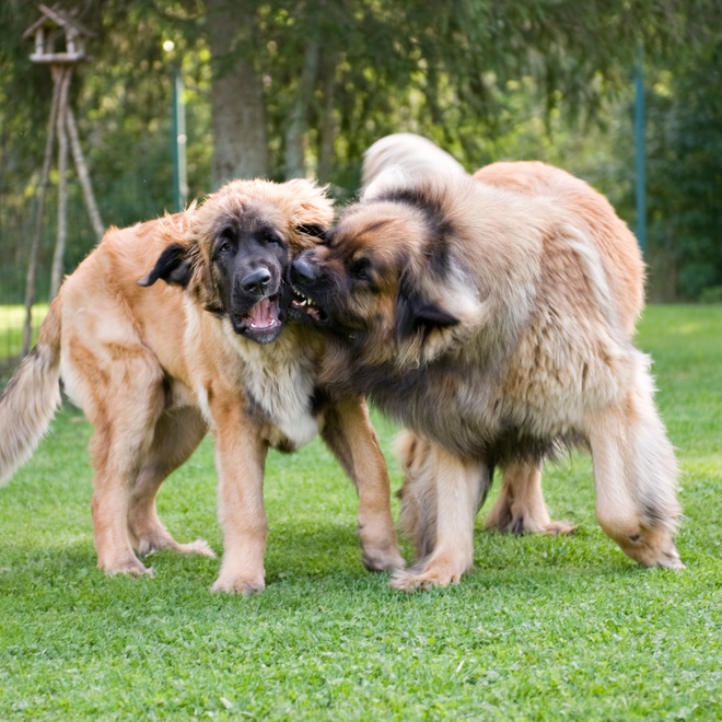 two Leonbergers playing together