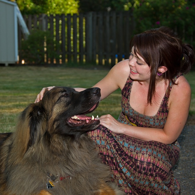 a Leonberger being cuddled by a person