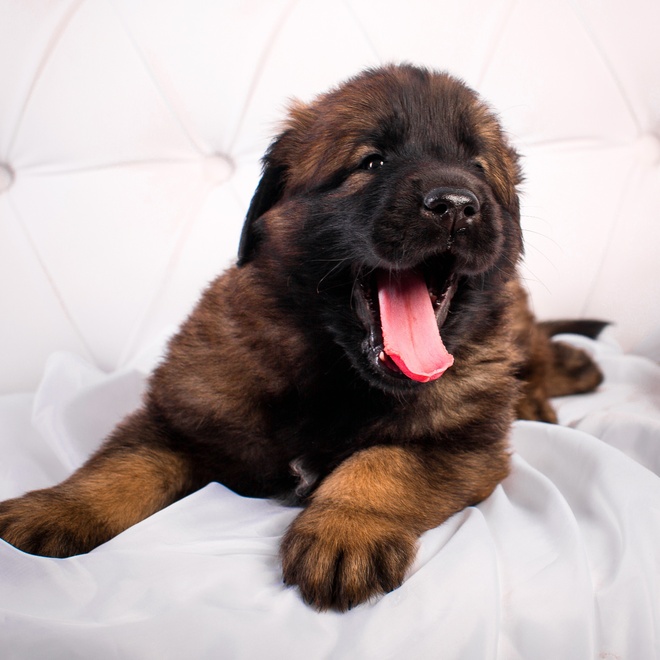a Leonberger lying on a sofa