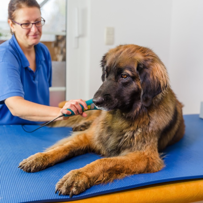 Ein Hund beim Tierarzt während der Mikrochipinjizierung