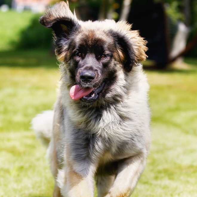 a Leonberger running on the grass