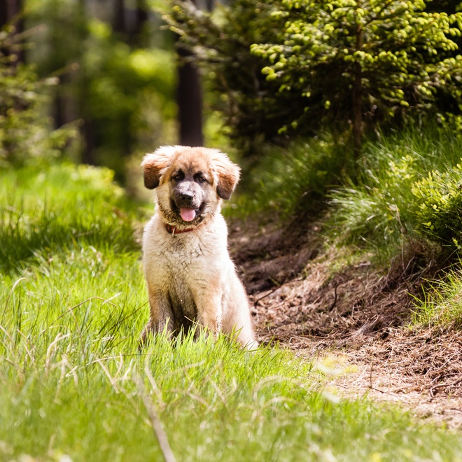 a Leonberger puppy on a path in the forest