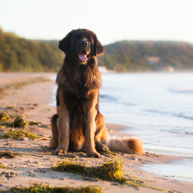 a Leonberger at the sea