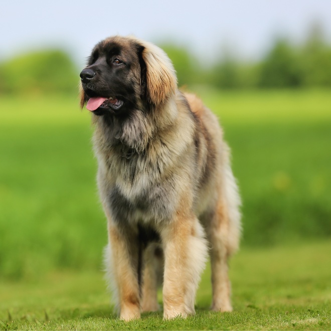 a Leonberger on grass