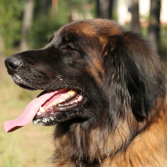 portrait of a Leonberger in profile