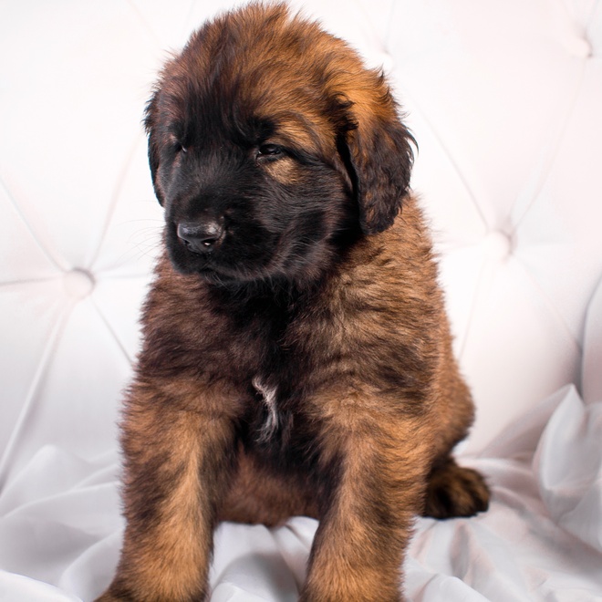 a young Leonberger sitting on a sofa