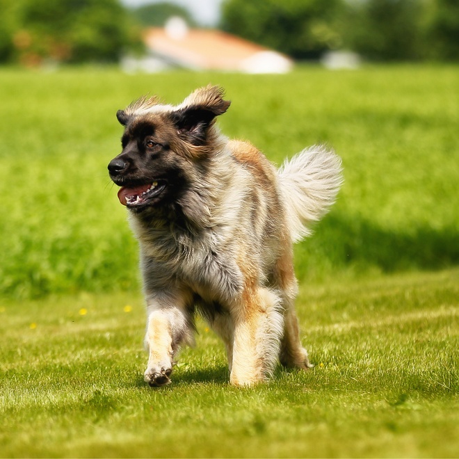 a Leoberger walking on grass