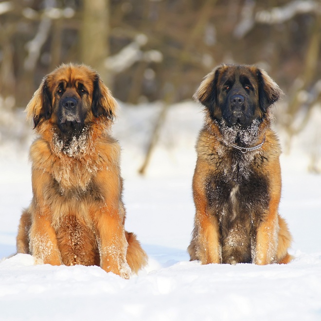 two Leonbergers sitting on snow