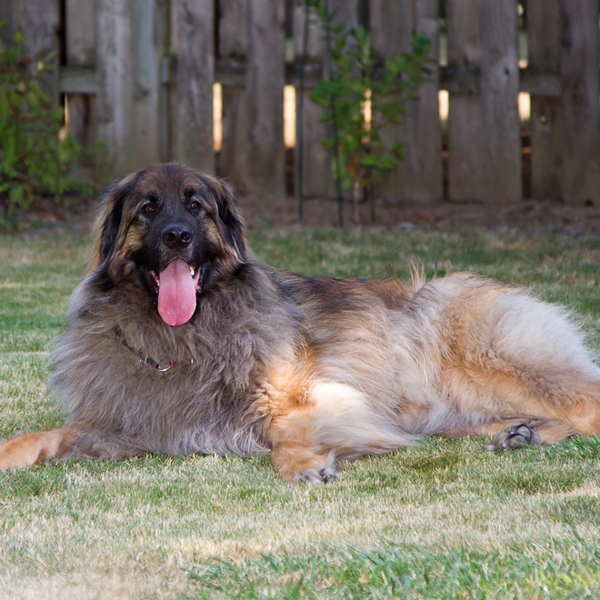 a Leonberger lying on the grass sticking out its tongue