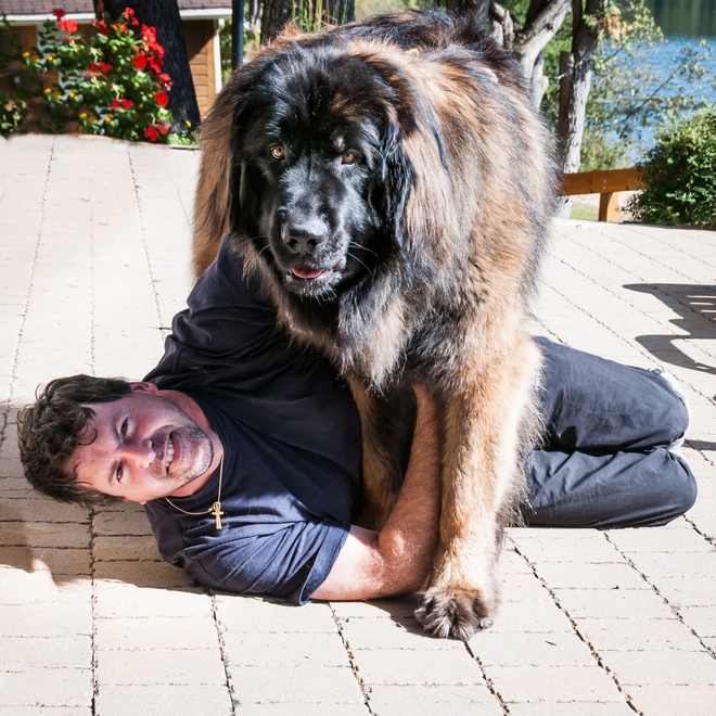 a Leonberger playing with a person