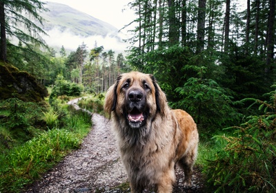 A Leonberger in the mountains