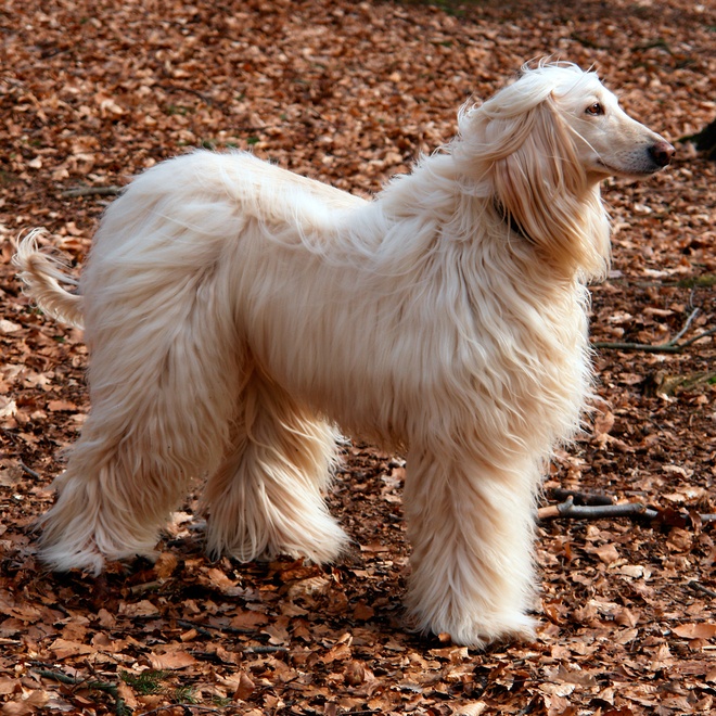 an afghan hound in a forest full of dead leaves