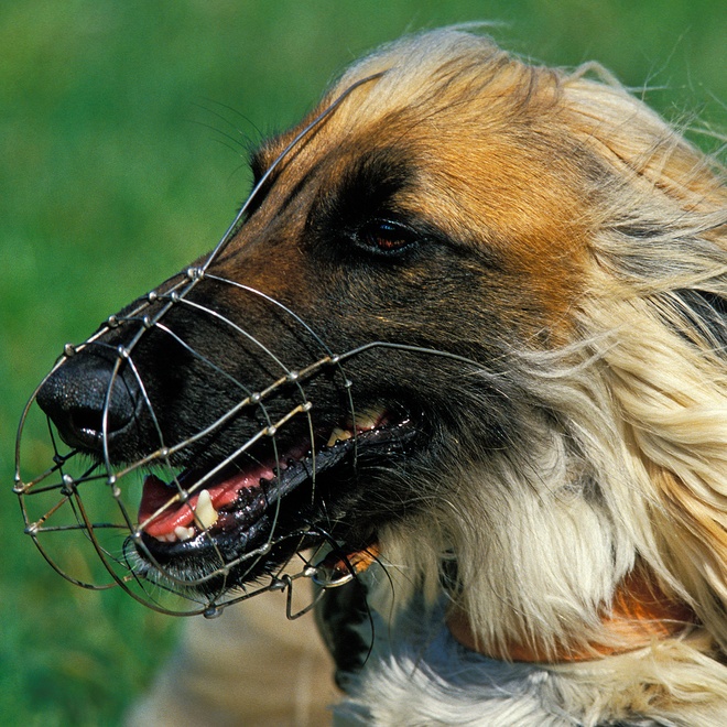 an afghan hound with a muzzle
