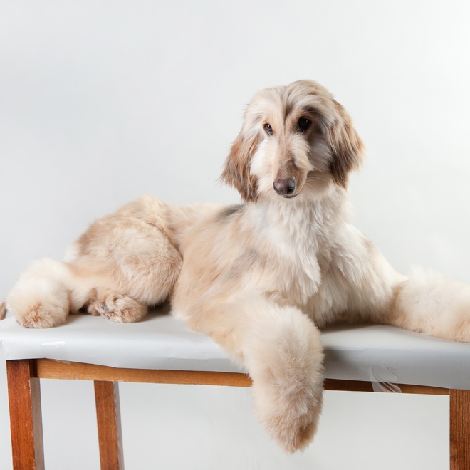 an Afghan hound sitting on a table