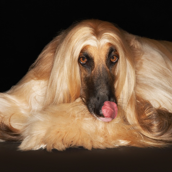 a silky-haired Afghan hound licking its lips