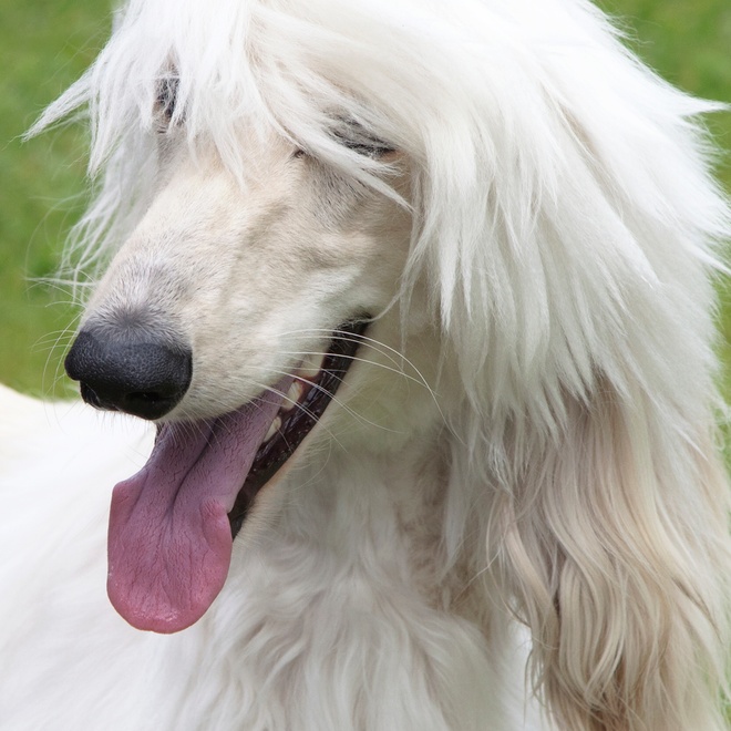 An Afghan hound with its tongue hanging out